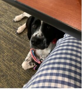 Poppy, the psychiatric service dog lying under the table quietly.